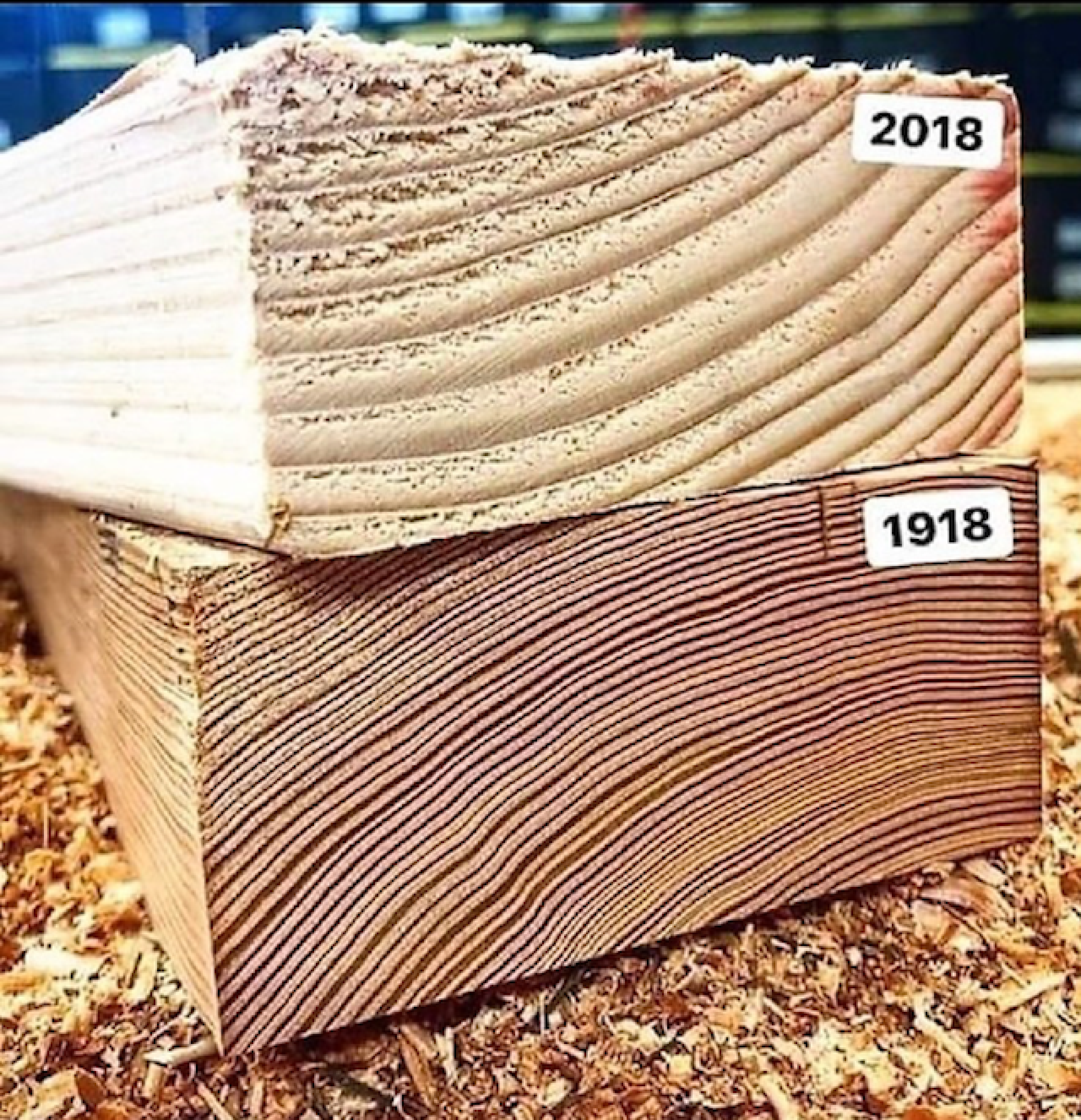Old vs. New Growth Trees and the Wood Products they Make